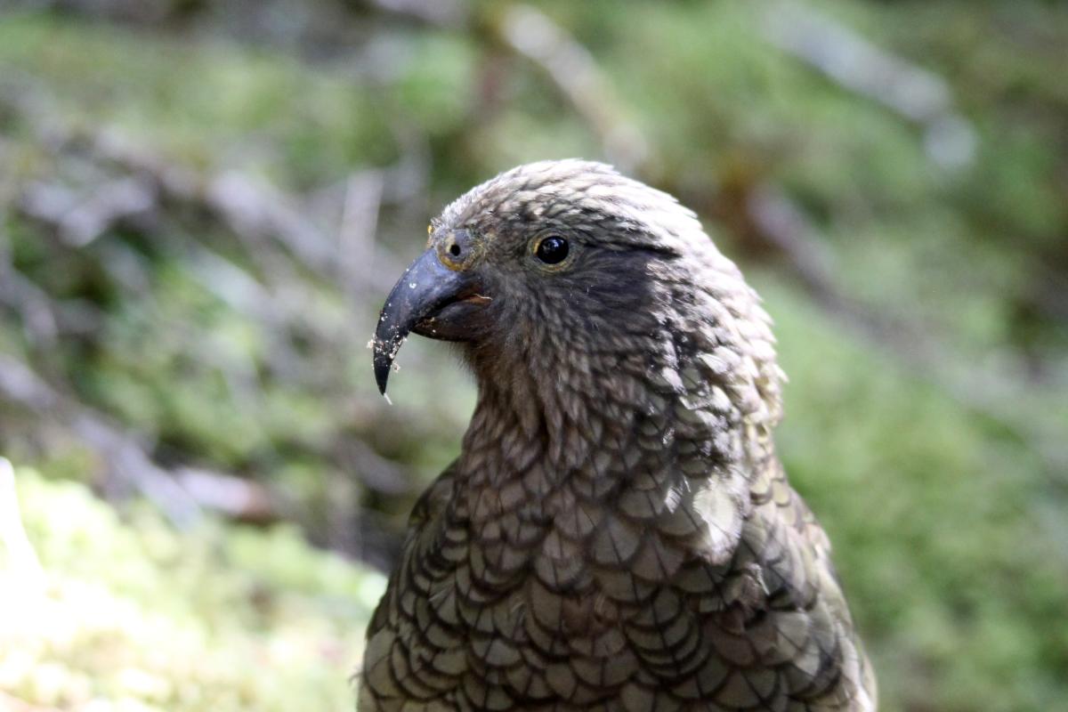 Kea (Nestor notabilis)
